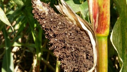 Maïskopbrand is een schimmel in de maïskolf onder de schutbladeren.  Soms is dit moeilijker zichtbaar. Ook kan verwarring ontstaan met builenbrand.