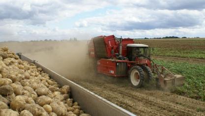 Ondanks het toegenomen areaal wordt de totale oogst consumptieaardappelen fors lager ingeschat.