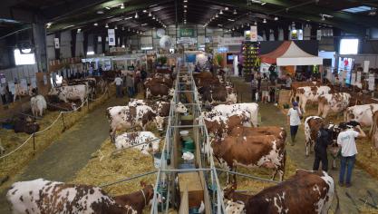 Overzicht over een deel van hal 1 op SPACE, waar de top van de rundveegenetica te vinden was.