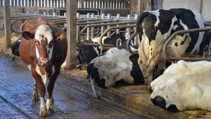 Boeren en verwerkers liggen regelmatig in de clinch met supermarkten over oneerlijke handelspraktijken.