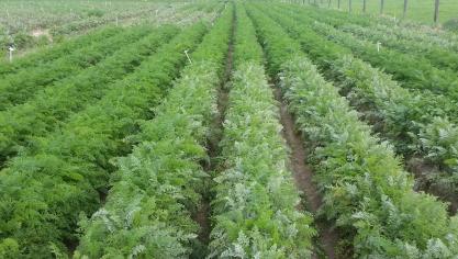 Een witziekteproef in wortelen waarbij tot uiting komt dat behandelen loont.