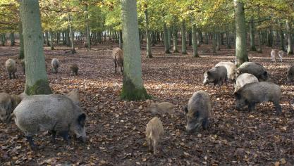 De Afrikaanse varkenspest werd eerder gevonden in Luxemburg, maar is nu ook in Limburg vastgesteld.