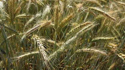 Dit jaar was er sprake van behoorlijk hoge korrelopbrengsten in triticale.