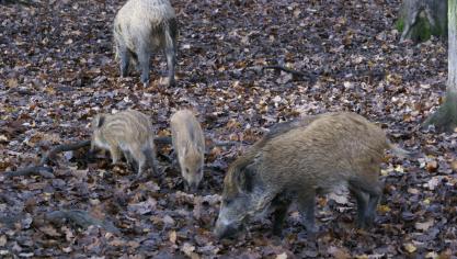 Dat everzwijnen worden uitgezet, is niet bewezen, zo benadrukt Goethals van jagersvereniging HVV.