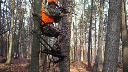 Wilde everzwijnen in de buurt van de besmettingszone worden afgemaakt.