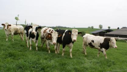 FrieslandCampina eist weidegang, wat met de meer versnipperde perceelsopbouw in Vlaanderen niet altijd evident is.
