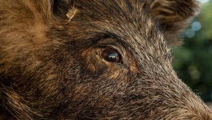 wild-boar-1437491_960_720