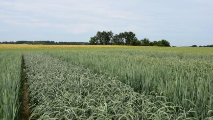 O.a. op het proefplatform van de Vlaamse overheid in Huldenberg was dit jaar spelt uitgezaaid.