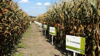Maïsrassendemo  van Syngenta.