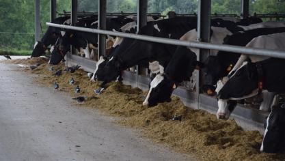 Canadese melkveehouders vrezen handelsakkoord met VS en Mexico