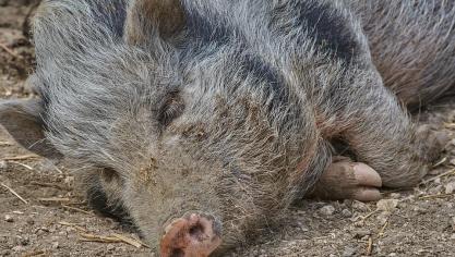 boar-3477576_960_720