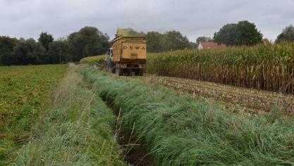 Binnen de eerste meter langs alle oppervlaktewaterlichamen, moet u een teeltvrije zone van 1 meter voorzien.