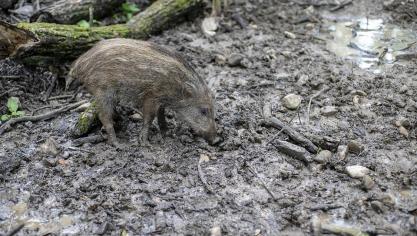 boar-3682200_960_720