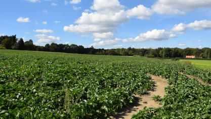 In bietenpercelen werden stalen genomen om het voorkomen van de smalle graanvlieg te monitoren.