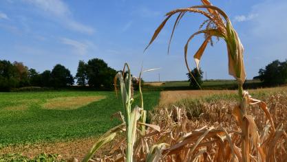 De droogte raakt de landbouw in 2018 hard.