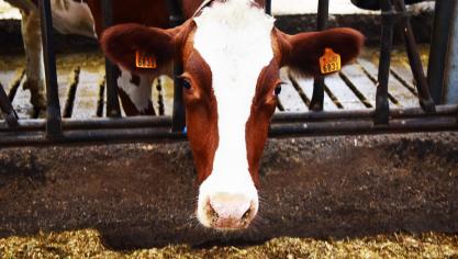 Sinds 1 oktober moeten individuele melkveebedrijven hun antibioticagebruik registreren.