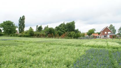 Het Departement Landbouw en Visserij sluit onder andere agromilieuverbintenissen af voor de teelt van vlinderbloemigen.