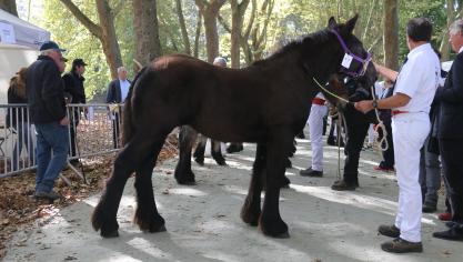 Ines de Lecelles, eerste prijs bij de Le Trait Du Nord. Eig.: Geneviéve Vangeneberg.