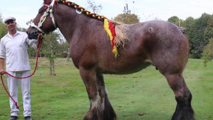 Benita van ‘t Camillenhof, eerste prijs bij de merries geboren in 2011. Eig.: Wim Ceuleers, Nederokkerzeel.