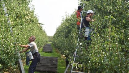 Een bodemscanner moet betere peren uit het Hageland opleveren.
