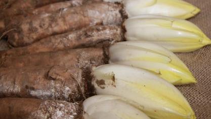 Brabants grondwitloofLR