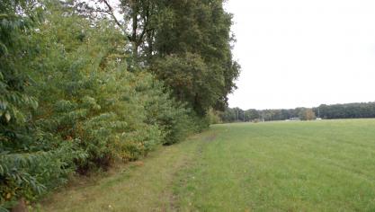 Houtkanten geven een positief effect naar waterkwaliteit, dieren en soms naar opbrengst  op grotere afstand van de houtkant.