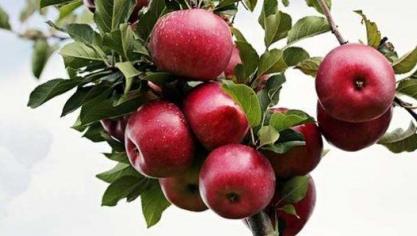 'An apple a day keeps the doctor away' , appels lekker en gezond.