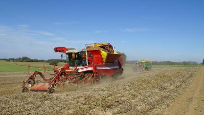Eender welk aardappelras dit jaar geteeld werd, de opbrengst blijft  achter.