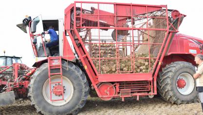 De bietencampagne is begonnen. Gevreesd wordt dat opbrengsten door de droogte behoorlijk lager zullen uitvallen.