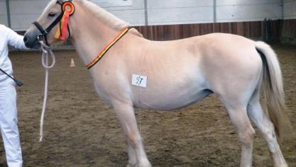 Ona van het Meesdal, dagkampioene. Eig.: Koen De Boom, Aalst.