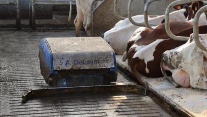 Mestrobot Delaval RS450(S) van Hooibeekhoeve .