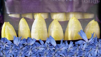 Help mee zoeken naar oude witloofzaden voor de witloofbibliotheek van KU Leuven.