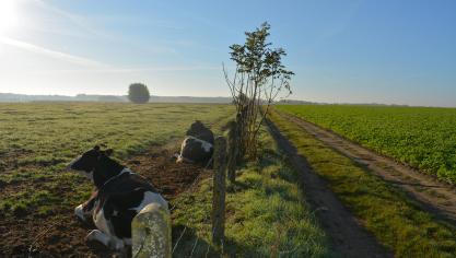 Thomas More-studenten zetten donderdag koeien in het zonnetje.
