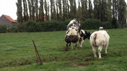 Men moet opletten dat de stier niet vervet (zeker jonge stieren!), gezien vet zich onder andere ook opstapelt rond de testikels, hetgeen het afkoelen van de testikels in het gedrang kan brengen.