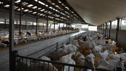 De geitenhouderij is in Nederland de afgelopen acht jaar zeer snel gegroeid.