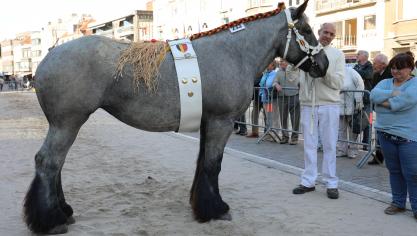 Dagkampioene de 8-jarige blauwschimmelmerrie Lelie van Luchteren (Bonarius van ’t Zand + Kelly van Luchteren). Eig. familie Van Doorselaere-Stal van Luchteren uit Drongen (foto Ann Muys).