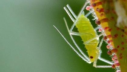 louse-1452146_960_720