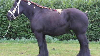 Brit van de Malou, eerste prijs bij de merries geboren in 2012. Eig.: Guy Geypen, Balen.