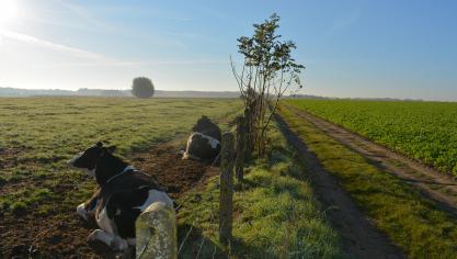 FrieslandCampina verlaagt de garantieprijs.
