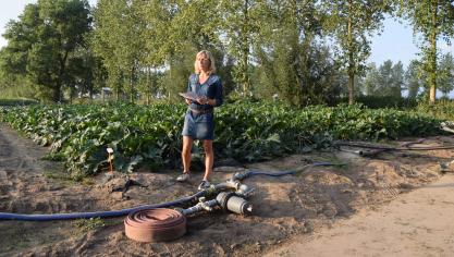 Onderzoekster Elise Vandewoestijne besprak in het kader van het ‘Fertinnowa’ project een beregeningsproef in courgette.
