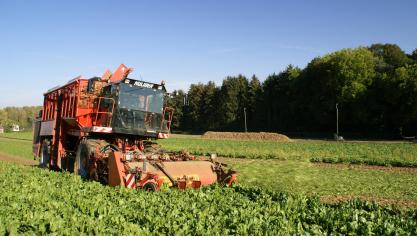 De suikeroogst valt ten opzichte van 2017/2018 ver terug.