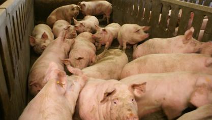 De EU is al even uitgesloten van de Russische markt, om politieke redenen. De Brazilianen krijgen nu weer toegang.