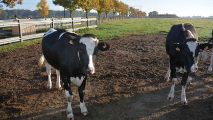 De zuivelprijs is in oktober opnieuw gedaald.