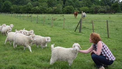 Vandaag telt de kudde van Sylvia een vijftigtal dieren en zij ziet ze allemaal even graag.