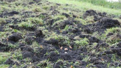 Wroetplekken: boeren en burgers houden er vaak niet van, maar volgens de vzw Landschap vervullen ze een belangrijke rol bij bosverjonging.