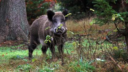 De everzwijnenpopulatie veroorzaakt gewasschade. Everzwijnen kunnen bovendien de Afrikaanse varkenspest verspreiden.