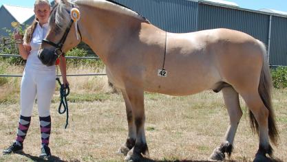 Dakar van de Coige, best getoiletteerde. Eig.: Marc Brebels, Meeuwen-Gruitrode.