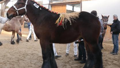 Daniel van de Vendoorn, eerste prijs bij de hengstveulens geboren in 2017 grote maat. Eig.: Dominique Van Riet, Londerzeel.