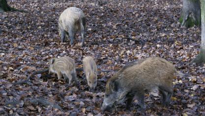 In Limburg veroorzaken wilde everzwijnen steeds meer overlast.