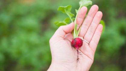 agriculture-1870017_960_720